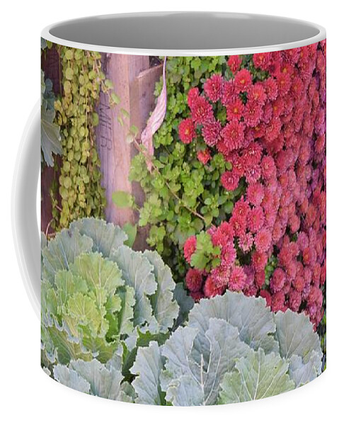 Barrieloustark Coffee Mug featuring the photograph Colorful Cabbages by Barrie Stark