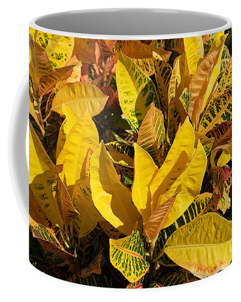 Nature Coffee Mug featuring the photograph Colorful Crotons by Kenneth Albin