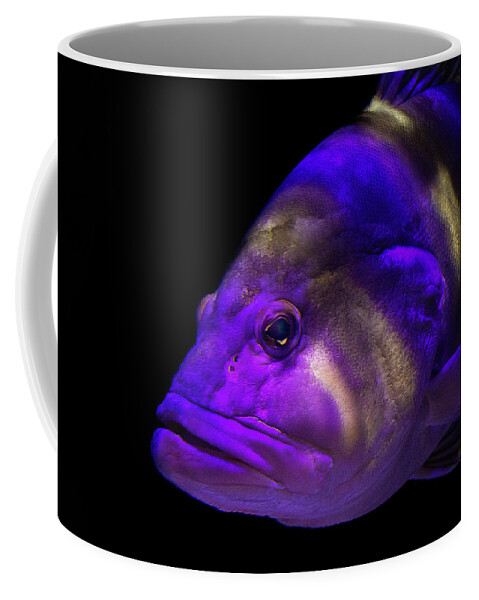 Fish Coffee Mug featuring the photograph Colorful face by Richard Goldman