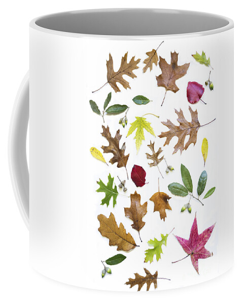 Colorful Fall Leaves Coffee Mug featuring the photograph Colorful fall leaves by Elena Nosyreva