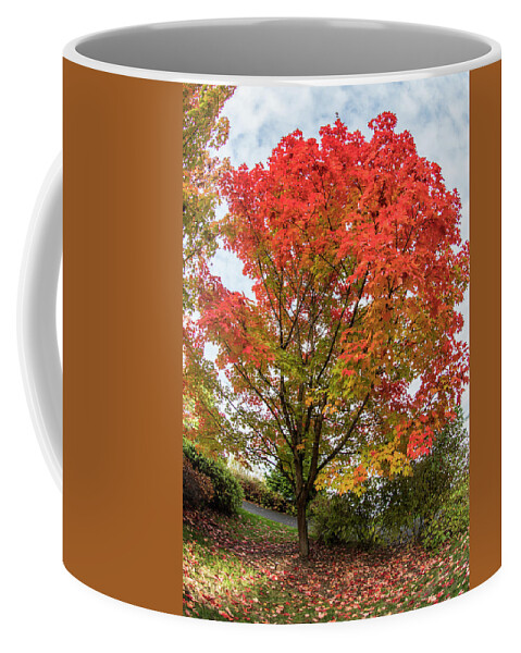 Seattle Coffee Mug featuring the photograph Colorful Fall Trees by Matt McDonald