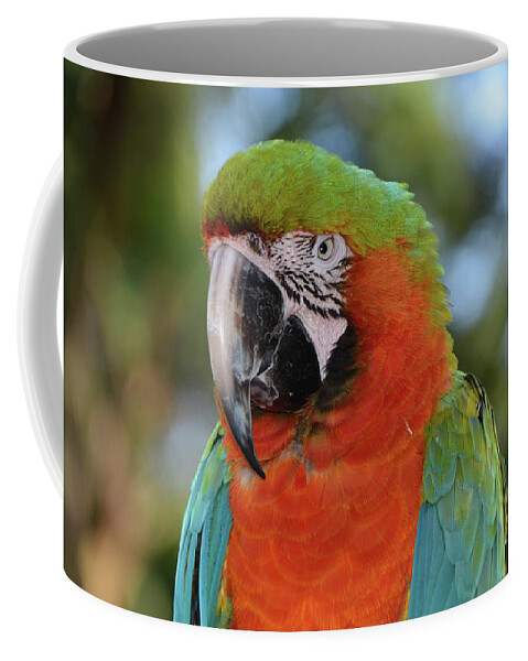 Macaw Coffee Mug featuring the photograph Colorful Macaw Looking Left by Artful Imagery