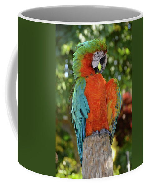Macaw Coffee Mug featuring the photograph Colorful Macaw with Wings Spread by Artful Imagery