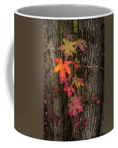 Fall Coffee Mug featuring the photograph Colors Of Fall by Randall Evans