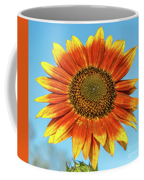 Cheryl Baxter Photography Coffee Mug featuring the photograph Colourful Sunflower by Cheryl Baxter