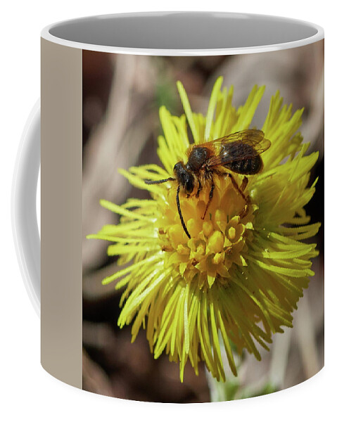 Finland Coffee Mug featuring the photograph Coltsfoot with a bee by Jouko Lehto