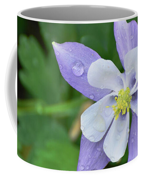 Columbine Coffee Mug featuring the photograph Columbine after a Shower by Debby Pueschel