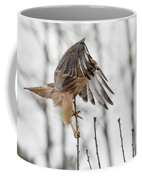 Westboylston Ma Mass Massachusetts Brian Hale Brianhalephoto Newengland New England Nicitating Membrane Blink Blinking Eye Eyelide Portrait Closeup Close Up Redtail Red-tail Red-shoulder Redshouldered Shouldered Red Tail Shoulder Hybrid Hawk Rare Come At Me Bro Coffee Mug featuring the photograph Come at me Bro by Brian Hale