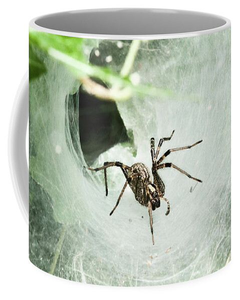 Agelenopsis Spp. Coffee Mug featuring the photograph Come Into My Lair by Lara Ellis