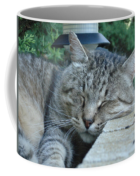 Cat Coffee Mug featuring the photograph Comfortable by DB Artist