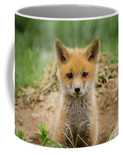Baby Coffee Mug featuring the photograph Coming Out Wildlife Photography Wall Art Print by PIPA Fine Art - Simply Solid