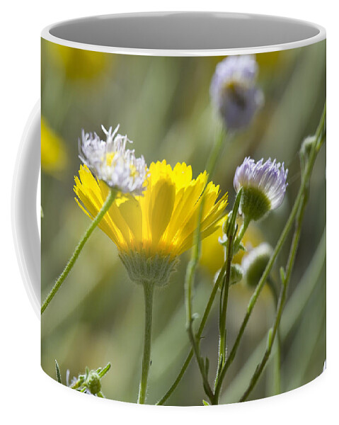 Spring Coffee Mug featuring the photograph Coming up Daisies by Sue Cullumber