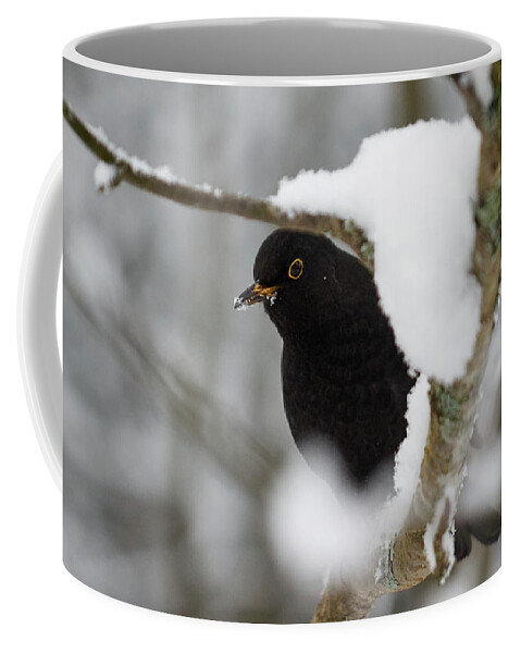 Lehtokukka Coffee Mug featuring the photograph Common blackbird 12 by Jouko Lehto