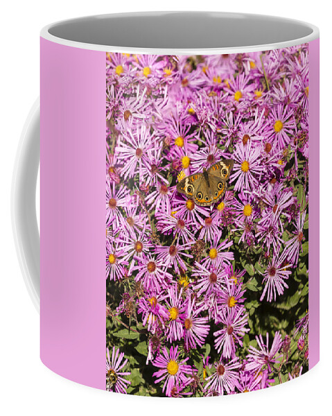 Common Buckeye Coffee Mug featuring the photograph Common Buckeye and Aster 2013-1 by Thomas Young