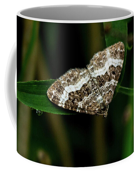 Moth Coffee Mug featuring the photograph Common Carpet Moth by Jeff Townsend