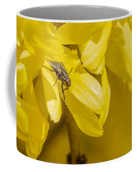 Cyclorrhapha Coffee Mug featuring the photograph Common Housefly on yellow flower by SAURAVphoto Online Store