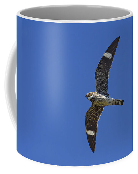 Common Nighthawk Coffee Mug featuring the photograph Common Nighthawk by Tony Beck