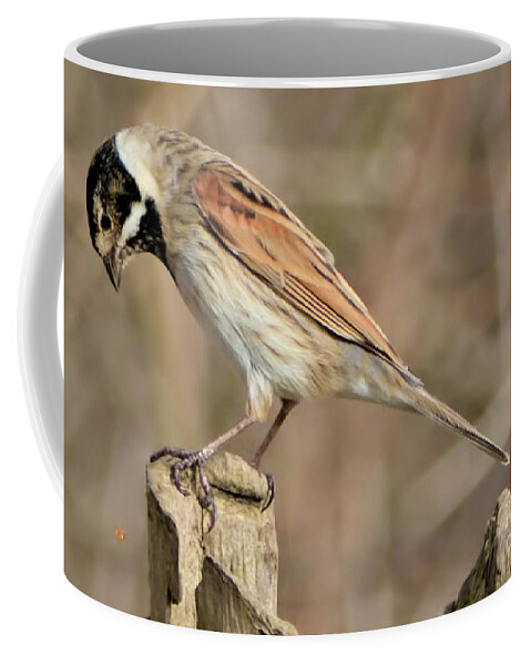 Bird Coffee Mug featuring the photograph Common Reed Bunting by Baggieoldboy