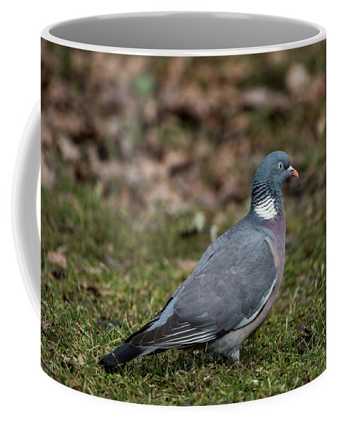 Common Wood Pigeon Coffee Mug featuring the photograph Common Wood Pigeon's profile by Torbjorn Swenelius