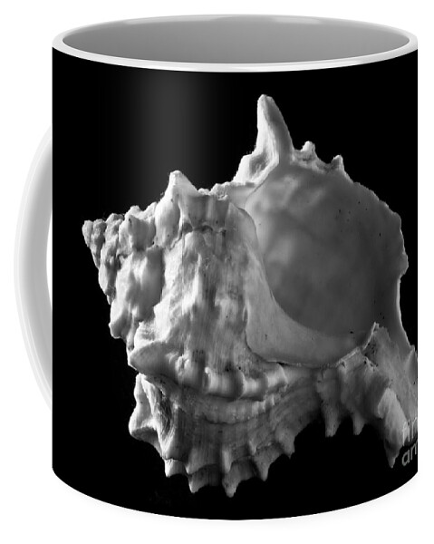 Seashell Coffee Mug featuring the photograph Conch Shell Profile by Ana V Ramirez