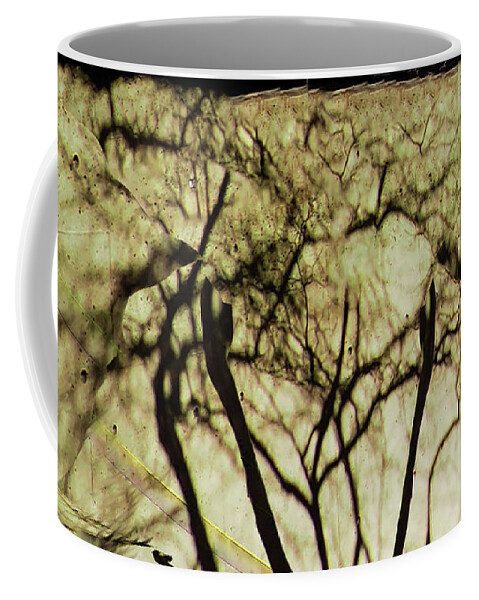 Abstract Concrete Wall Shadow Reflection Tree Rutgers Newark Hill Hall Coffee Mug featuring the photograph Concrete Jungle by Leon deVose