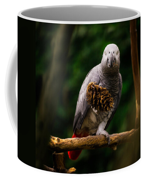 Bloedel Conservatory Coffee Mug featuring the photograph Congo African Grey Parrot by Peter V Quenter