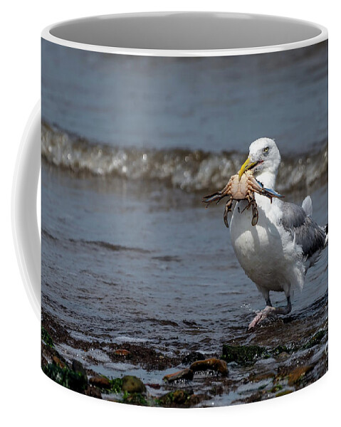 Laughing Gull Coffee Mug featuring the photograph Conquering warrior by Sam Rino