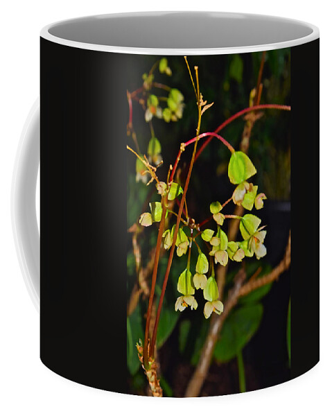 Begonia Coffee Mug featuring the photograph Conservatory Begonia by Janis Senungetuk