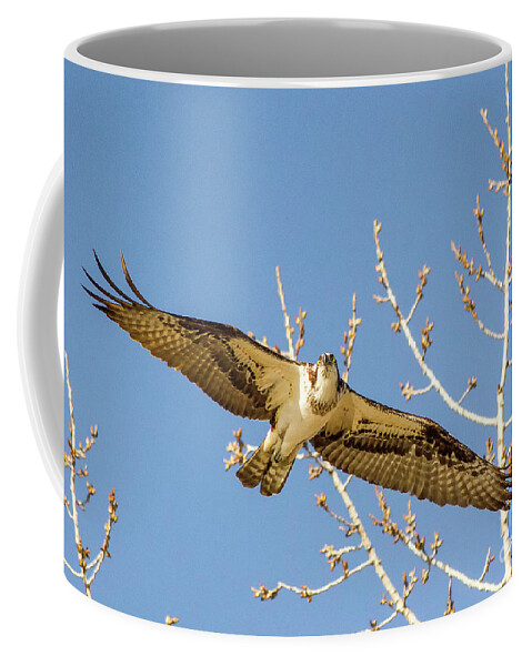 Osprey Coffee Mug featuring the photograph Controlled Flight by Rod Best