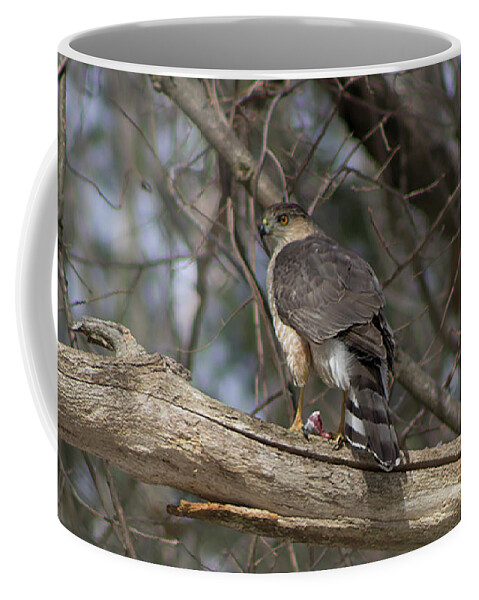 Cooper Hawk Coffee Mug featuring the photograph Cooper Hawk by Geoff Jewett