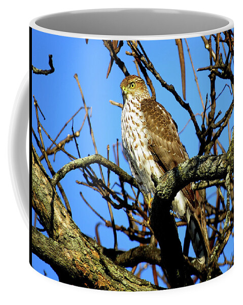 Cooper's Hawk Coffee Mug featuring the photograph Cooper's Hawk Keeping Watch by Linda Stern
