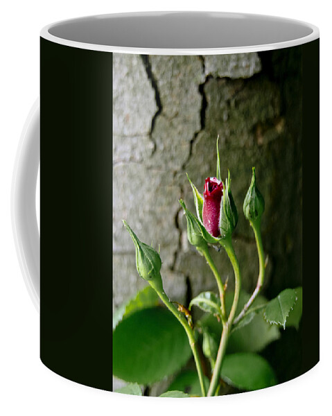 Flower Coffee Mug featuring the photograph Coquette. by Elena Perelman