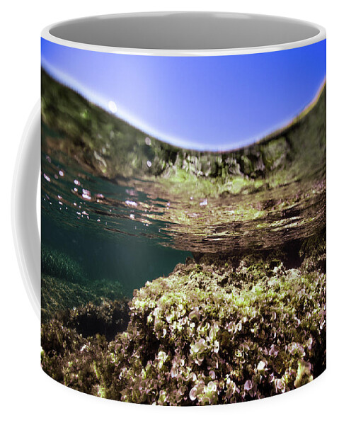 Underwater Coffee Mug featuring the photograph Coral Beauty by Gemma Silvestre