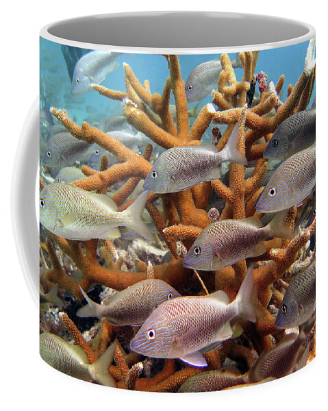 Underwater Coffee Mug featuring the photograph Coralpalooza 1 by Daryl Duda