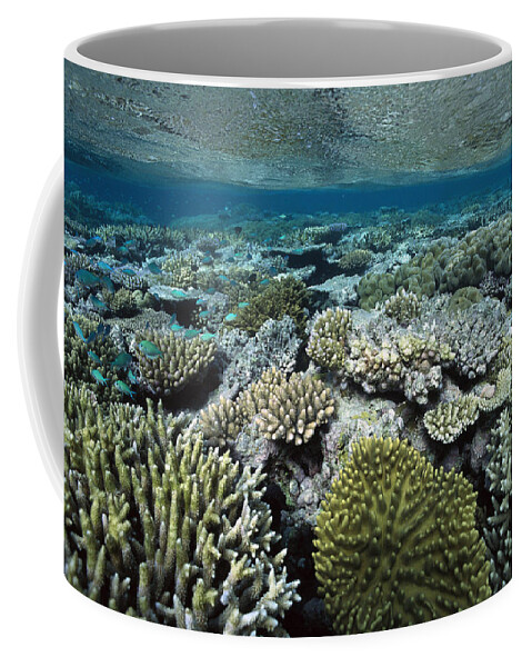 00129668 Coffee Mug featuring the photograph Corals Shallows Great Barrier Reef by Flip Nicklin