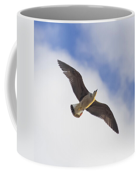 Photography Coffee Mug featuring the photograph Cormorant drifting at the sunset 3 by Philippe Taka