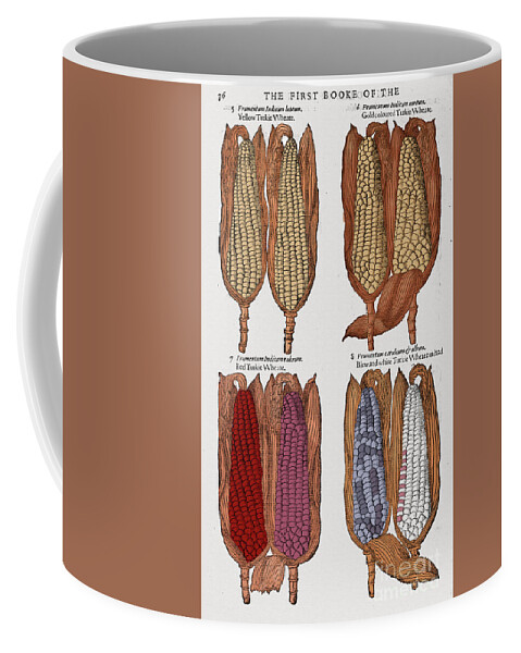 1597 Coffee Mug featuring the photograph Corn, 1597 by Granger