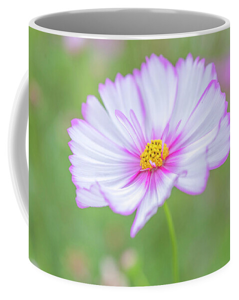 Bloom Coffee Mug featuring the photograph Cosmos bipinnatus. by Usha Peddamatham