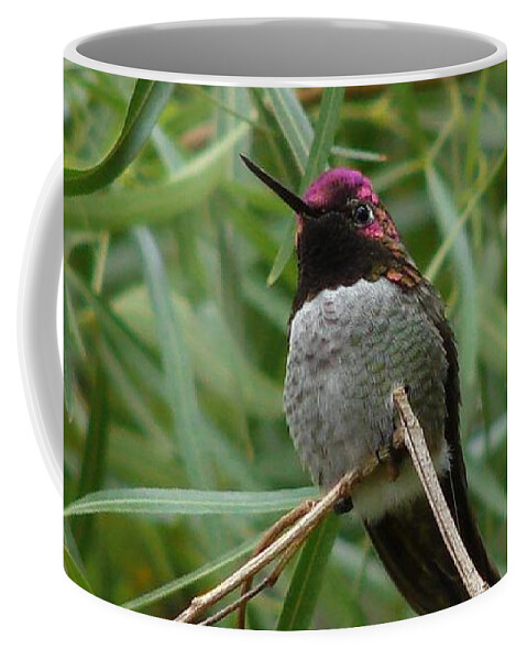 Costa's Coffee Mug featuring the photograph Costa's Hummingbird 2 by Carl Moore