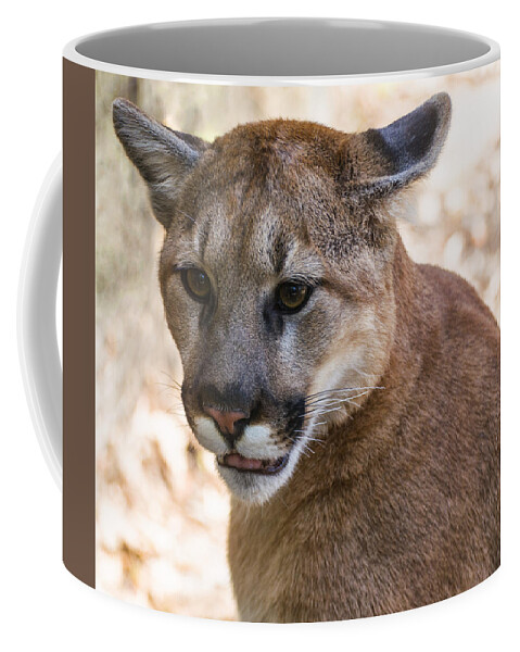 Cougar Coffee Mug featuring the photograph Cougar Portrait by Flees Photos