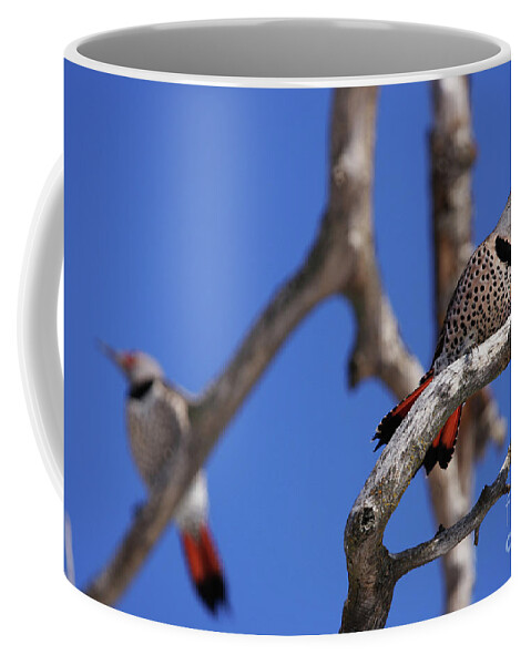 Birds Coffee Mug featuring the photograph Courtship by Alyce Taylor