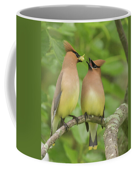 Bird Coffee Mug featuring the photograph Courtship Behavior by Jody Partin