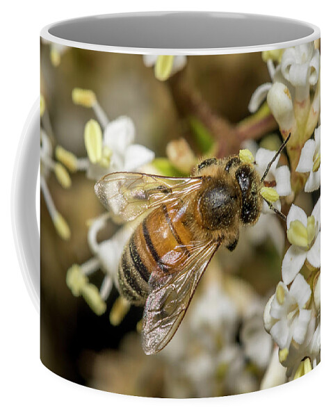 Feeding Coffee Mug featuring the photograph Covered in Pollen by Shawn Jeffries