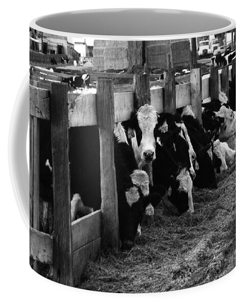 Cows Coffee Mug featuring the photograph Cows in Black and White by Angie Tirado