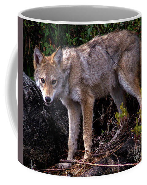 Coyote Coffee Mug featuring the photograph Coyote Portrait by Jane Axman