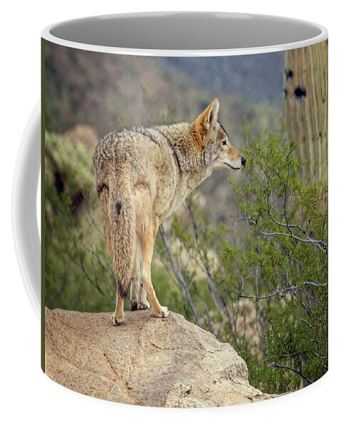 Coyote Coffee Mug featuring the photograph Coyote by Tam Ryan