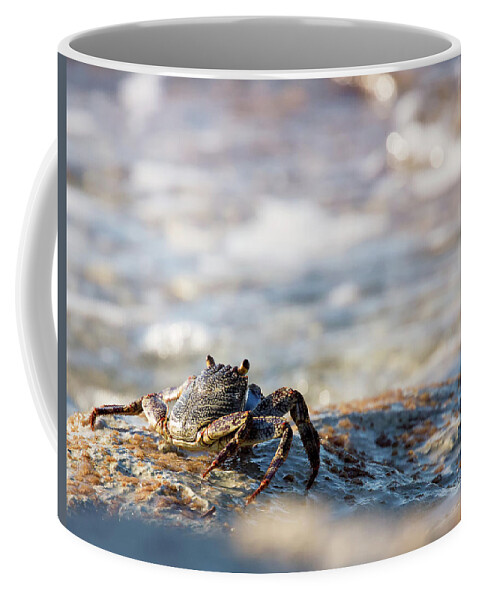 Crab Coffee Mug featuring the photograph Crab Looking for Food by David Buhler