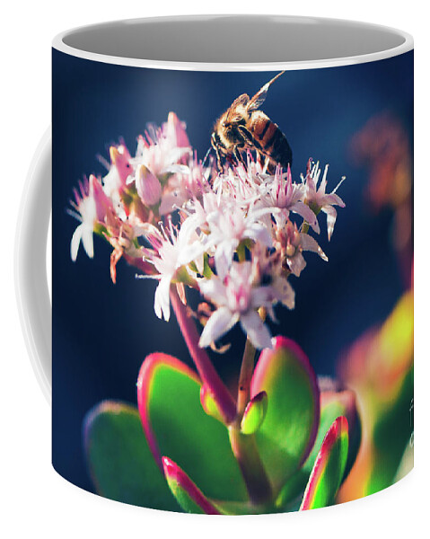 Crassula Ovata Coffee Mug featuring the photograph Crassula ovata Flowers and Honey Bee by Sharon Mau