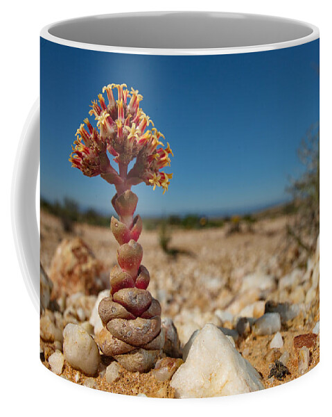 Africa Coffee Mug featuring the photograph Crassula Plant In Quartz Fields by Francesco Tomasinelli