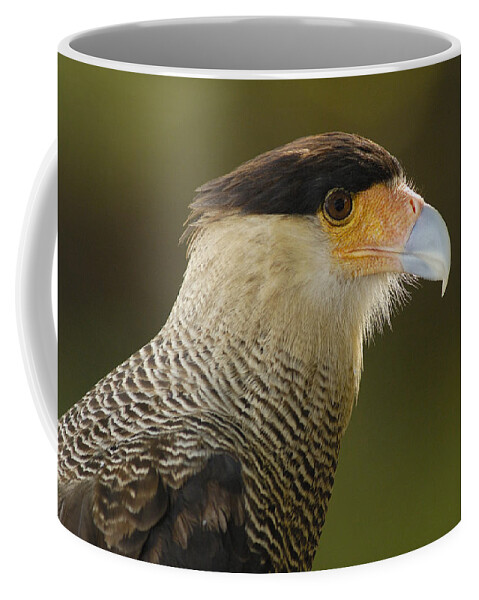 Mp Coffee Mug featuring the photograph Crested Caracara Polyborus Plancus by Pete Oxford